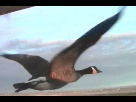 Bill Lishman flights with geese