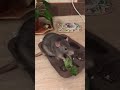 Ratatouille loves spinach