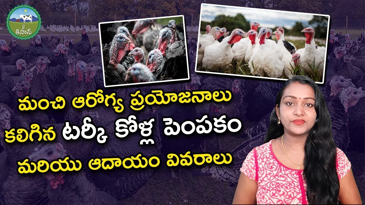 Beginners Guide turkey hen farming details in telugu agriculture