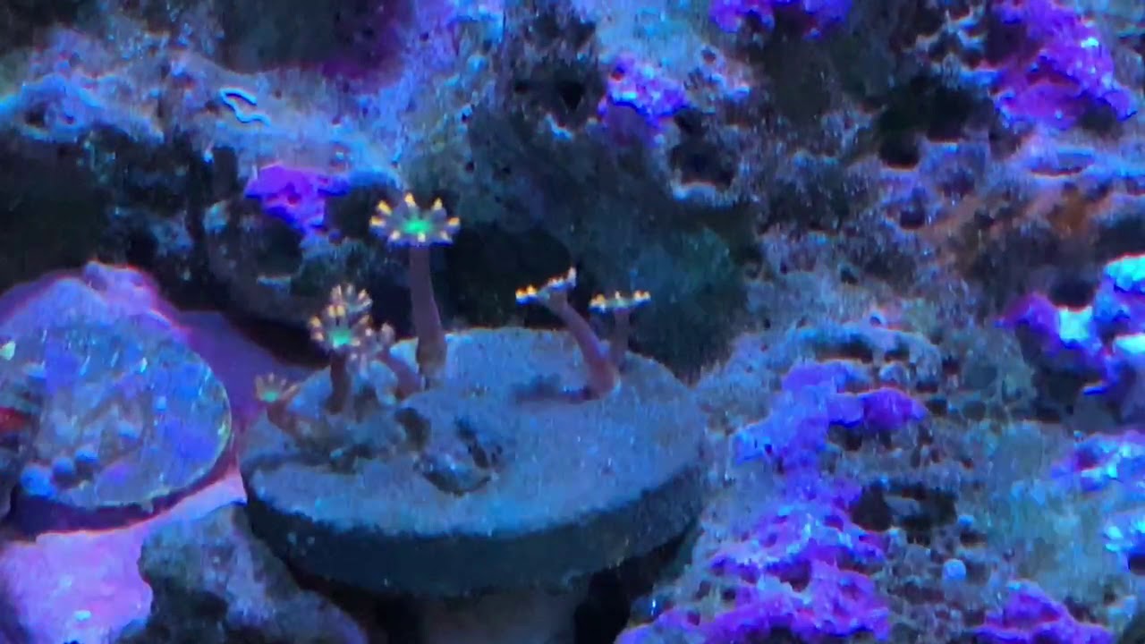Red Sea Max E 260 fish and corals