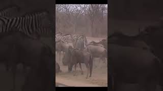 Wildebeest Messed With Wrong Zebra.