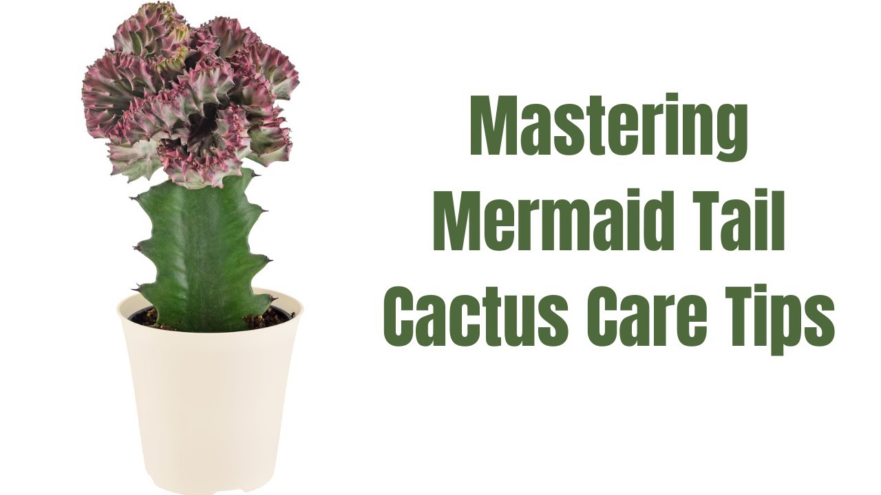 How to Care for Mermaid Tail Cactus: Keep This Unique Succulent Thriving!