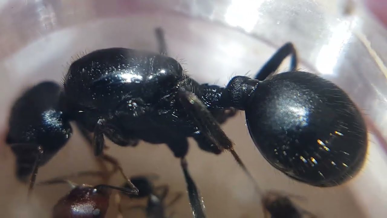 Messor arenarius vs Messor cephalotes сравнение крупнейших мессоров в мире!