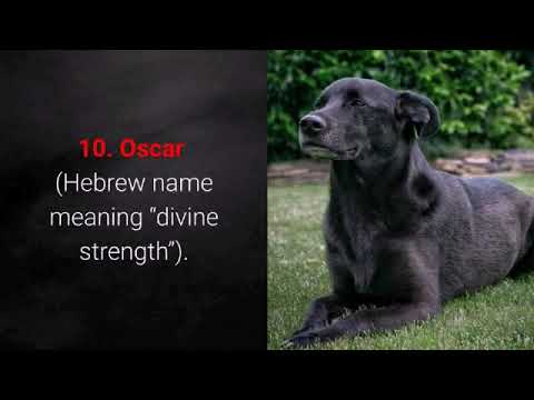 تاپ 10 بهترین اسامی سگ ماده و نر پرکاربرد 