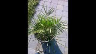 garden summer 2014