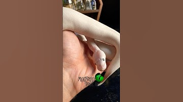 “vegan Snake” Update! #molinarosnakelab #petsnake #pets #blueyedlucy #leucistic #ballpython #shorts