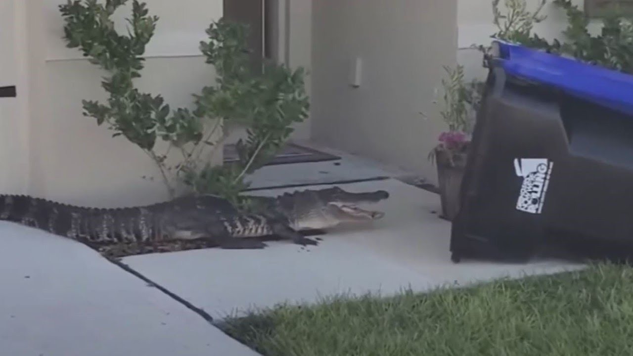 Florida man catches massive alligator in a container bin YouTube