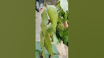 #sâm_ngọc_linh_rừng Cặp sâm rừng siêu víp già vài chục năm tuổi nặng 520gram dài 40-50cm mỗi củ @All