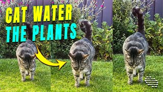 Cat’s Unique Urinating Style to Water the Plants