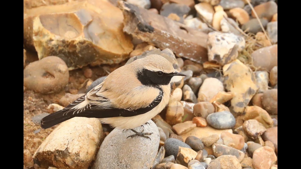 Desert Wheatear (oenanthe deserti) 
