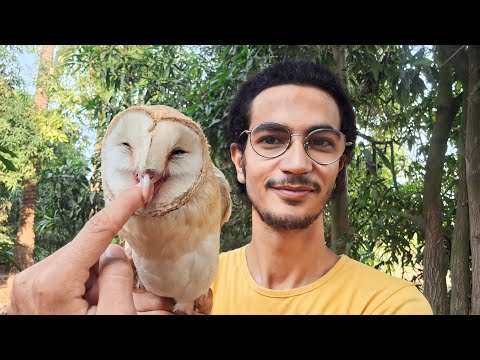 البومة الأكثر إنتشارا علي أسطح المنازل في مصر بومة الحظائر