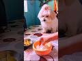 Ajke Pokur lunch a ki ache😃 #dog #pets #shorts #youtubeshorts #lunch