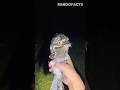The sound of the world's scariest birds! 🐦 #birds #wildlife #shorts