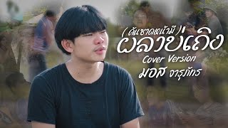 คันซาดหน้ามี ( ผลาบ่เถิง ) - มอส จารุภัทร [ CoverVersion ] 4K