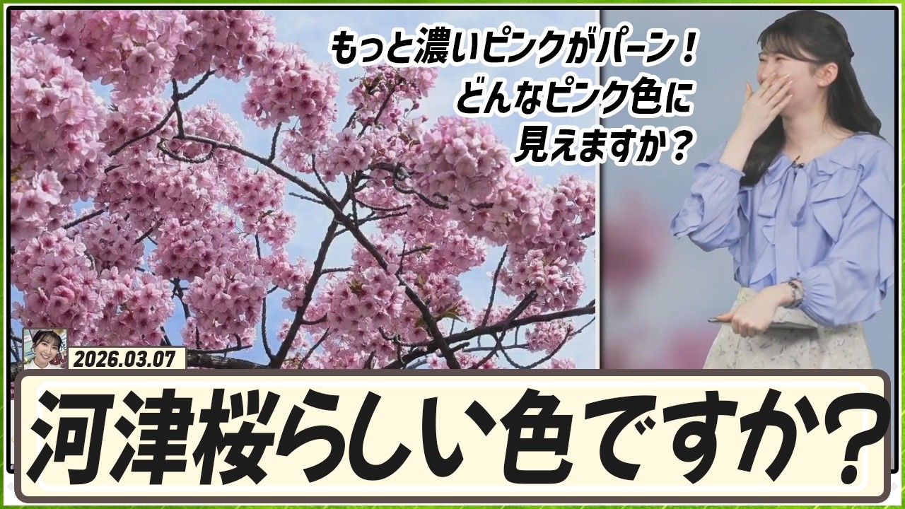【駒木結衣】 皆さんにどんなピンク色に見えますか？河津桜らしい色ですか？河津桜ならもっと濃いピンクがパーン！あ！花粉で目が霞んでいるかもしれませんww