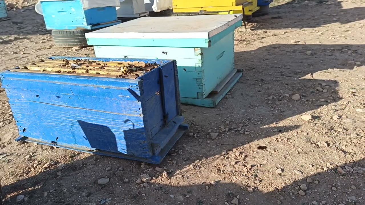 طريقة تقسيم النحل للمبتدئين في نفس المكان