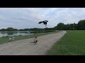 VR180 Birds near the lake in VR
