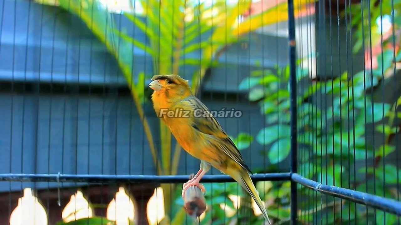 Eu Canto Muito Forte  Canário Belga Feliz Dançando Salsa para Acasalamento 2026 – Feliz Canario 20