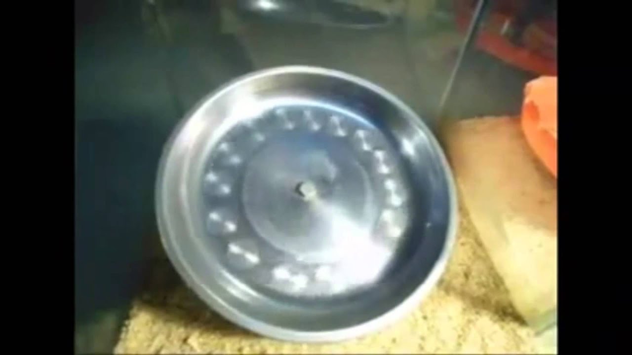 My Cute Dwarf Hamsters Having Fun