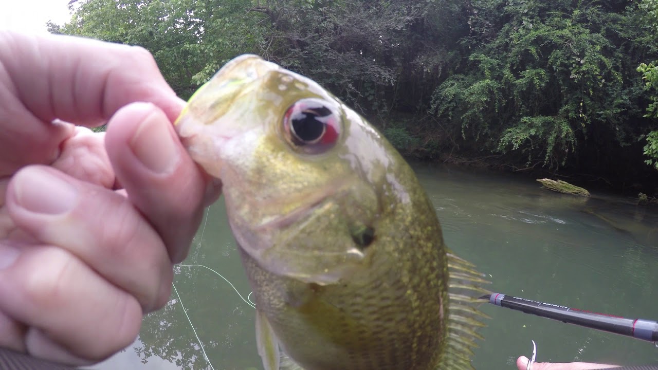 Fly Fishing Cypress Creek Florence, AL YouTube