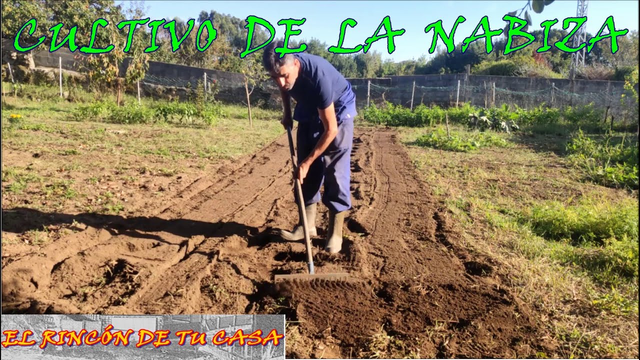 siembra de las NABIZAS y sus características.