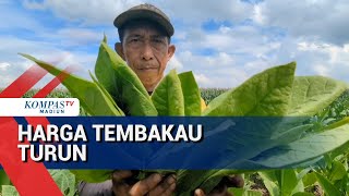 Download Lagu Kualitas Dan Harga Tembakau Turun MP3
