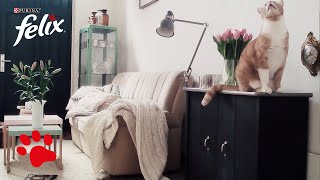 Sturmfrei Ein Katzen-Video Über Blogger-Kater Pelle Knackwurst Allein Daheim