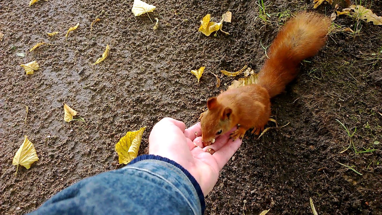 2017. Павловск. Белки.