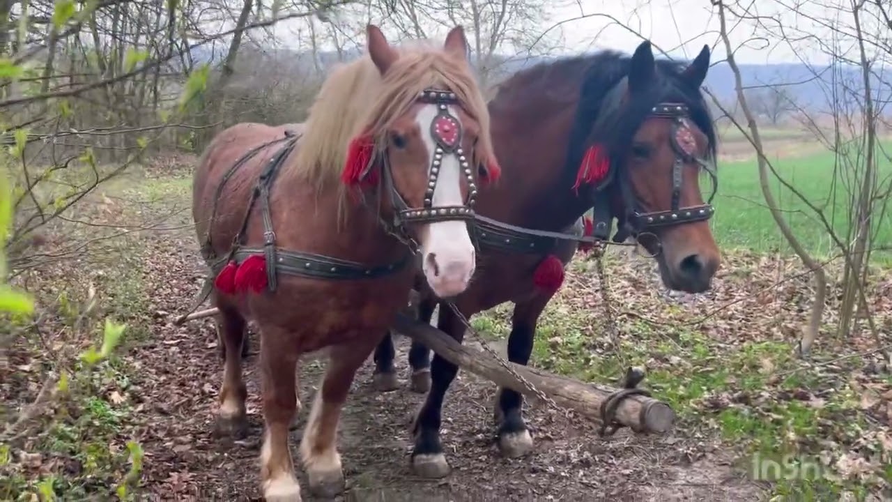 Коні Ваговози 😜🇺🇦/Прогулянка для коней 👍🔥/Кобила на продажу 🔥🇺🇦💸💵