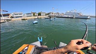 California Gold in Newport Harbor?! Fishing for Spotted Bay Bass! (Float tube fishing)