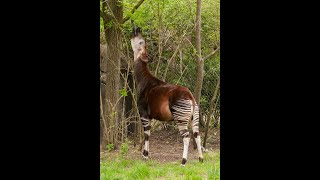 Quick Okapi Facts - The Zebra Giraffe Horse - Animal a Day #shorts