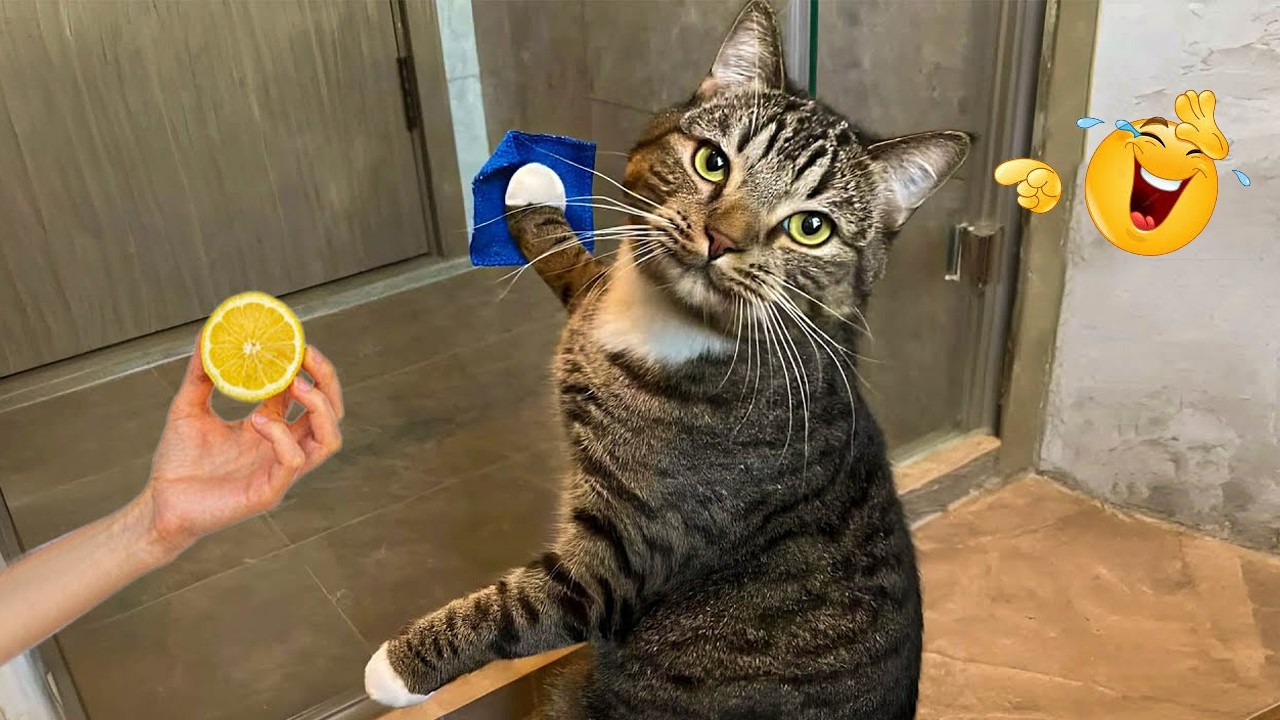 Funny Cat Caught Making a Scene 🤪😹 Funniest Cats Video 2026