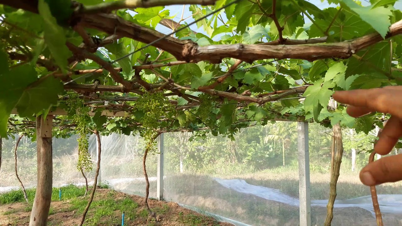 จัดทรงต้นองุ่นแบบตัวที