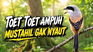 🔴 Live Pancingan Cendet Pagi Hari Toet Toet Ampuh Mustahil Cendet Gak Nyaut