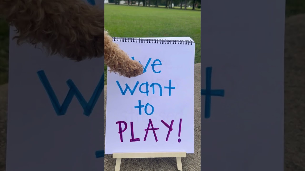 5 Reasons Why Your Dog Buries Its Bones