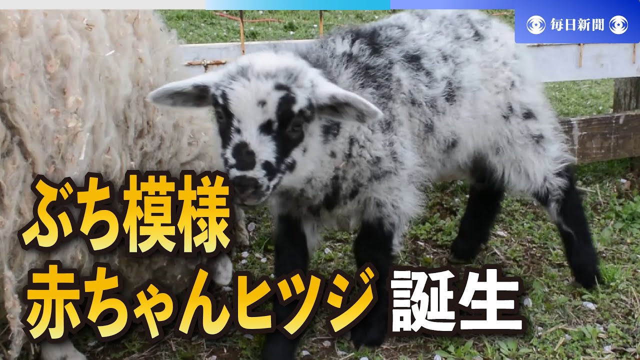 まるでダルメシアン」 ぶち模様の赤ちゃんヒツジ誕生 千葉 - YouTube