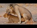Mating Lions in the Masai Mara