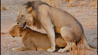 Mating Lions in the Masai Mara