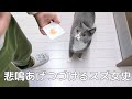 【驚愕】猫２ひきに生のサーモンあげた結果！！！！