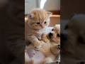 Kitten Meets Puppy for the First Time 🐱🐶 #cute #funny #animals