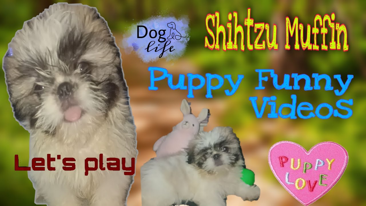 SHIH TZU MUFFIN CUTE & FUNNY CHARACTER - YouTube
