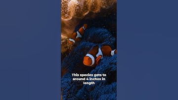The weird biology behind the Clownfish that is Nemo🤯🤡🐟 #ocean #clownfish #marinebiology #shorts