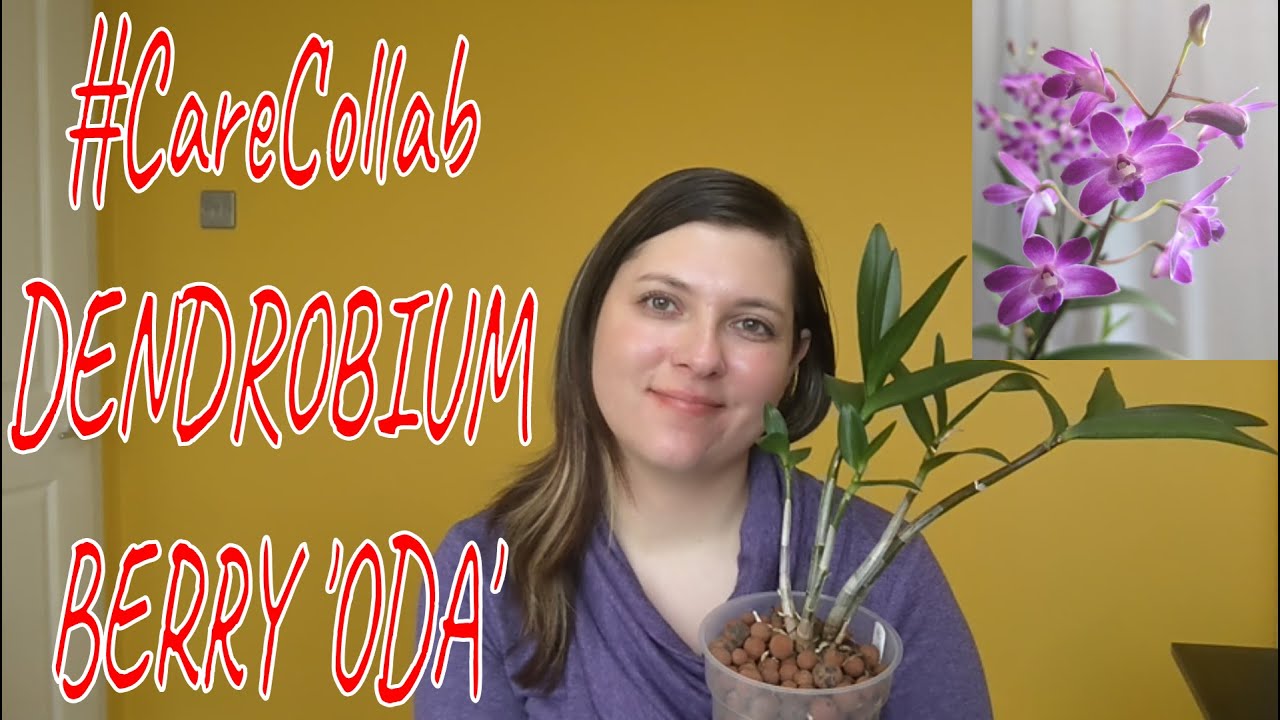 Dendrobium Berry 'Oda' 