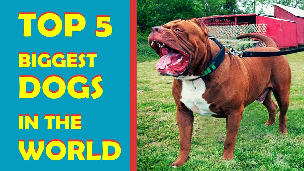 TOP 5 BIGGEST DOGS 5 MOST POWERFUL DOGS IN THE WORLD THE KHABRILAAL