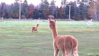 Dancing Alpacas Celebrate