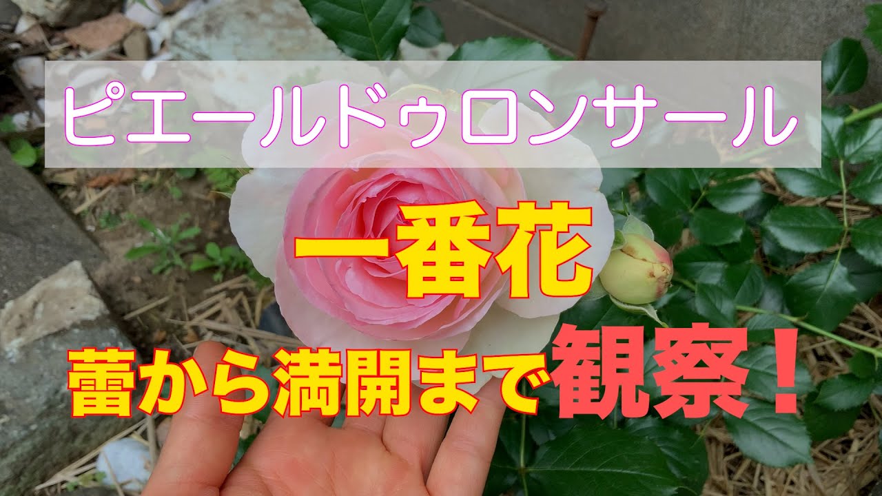 バラ一番花】ピエールドゥロンサールが咲いたよ！蕾から開花までを
