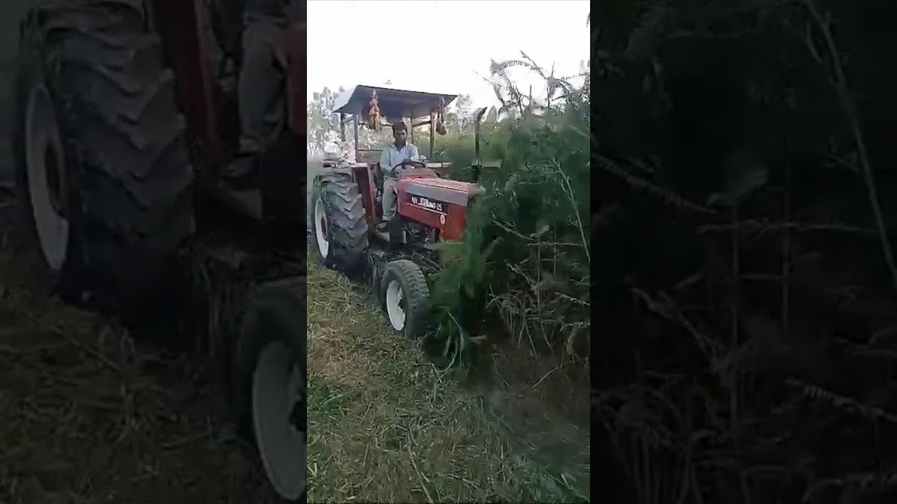 Sesbania Green manuring crop 