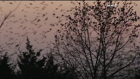 Bird invasion drives town bonkers