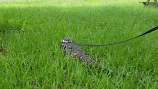 ♡walking my tegu♡