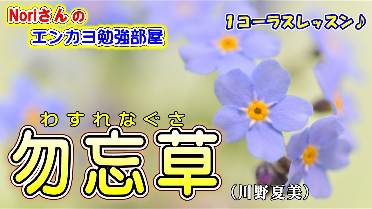 割引も実施中 変わり忘れなぐさ ミックス一株 Ultrasonidodiagnostico Net